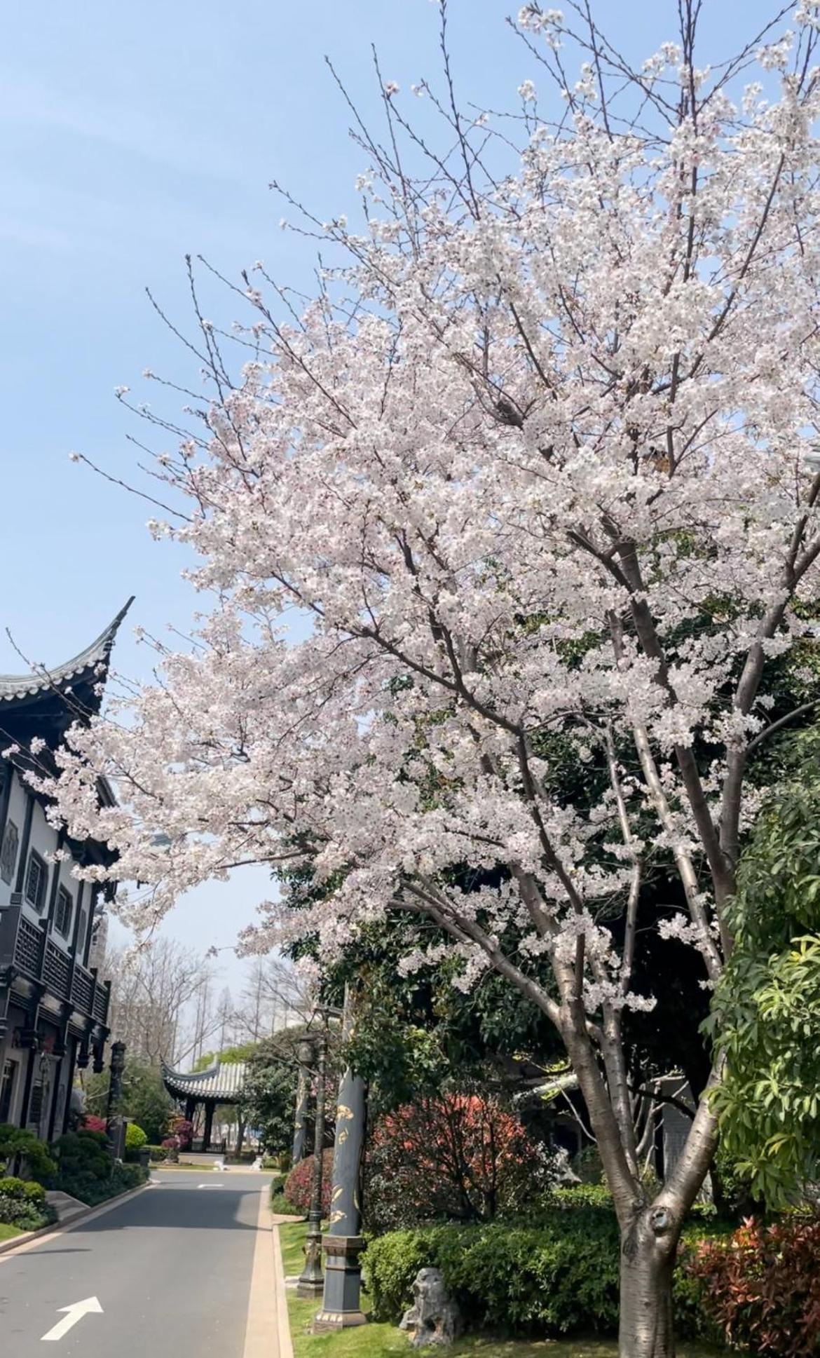 Royal Garden Hotel Shanghai-Free Shuttle To And From Disney & Pvg & Close Metro Line2 Easy To Sha New Expo Екстериор снимка
